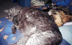 kitties