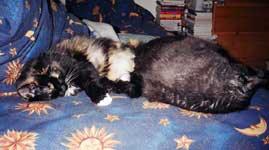 kitties