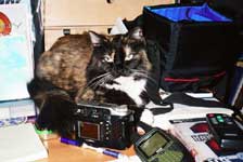 kitties