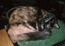 kitties